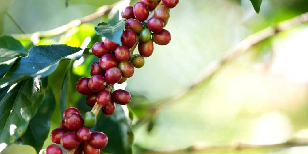 Türkiye'de yetişmez dediler ama ilk hasat yapıldı! Her ülkede tüketiliyor ama üretilmiyor! Türkiye'nin kapısını çalacaklar 1